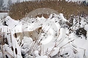 Red foxy dog hunting in the reeds in the frozen lake