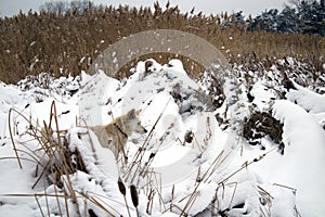 Red foxy dog hunting in the reeds in the frozen lake