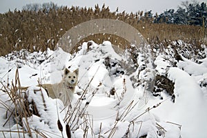 Red foxy dog hunting in the reeds in the frozen lake