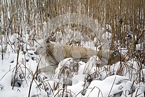 Red foxy dog hunting in the reeds in the frozen lake