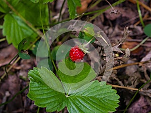 Red Fragaria Or Wild Strawberry on branch with leaf macro, selective focus, shallow DOF