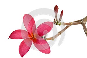 Red Frangipani flower