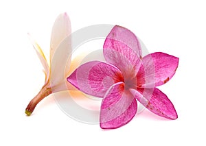 Red frangipani flower, Pumeria rubra, front and side views isolated on white background. photo