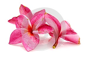 Red frangipani flower, Pumeria rubra, front and side views isolated on white background. photo