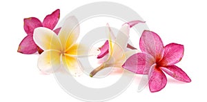 Red frangipani flower, Pumeria rubra, front and side views isolated on white background. photo
