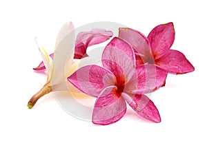 Red frangipani flower, Pumeria rubra, front and side views isolated on white background. photo