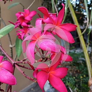 red frangipani flowers