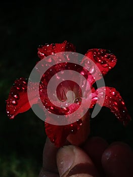 red frangipani flowers, drenched in rainwater and fell to the ground