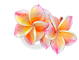 Red frangipani flowers on a white background tweets Asia.