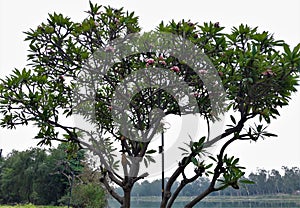 Red frangipani or Plumeria rubra plant with flowers