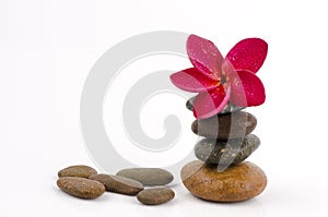 Red Frangipani, Red Frangipani on background stone.