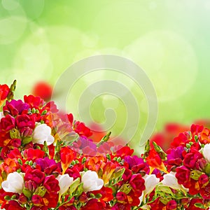 Red freesia flowers in garden