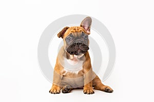 red french bulldog cute dog puppy. funny huppy animals on white background with copy space