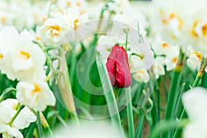 Red french tulip growing among white daffodils in a flower field, seen at a tulip festival. Green stems showing. Romantic red