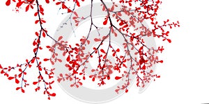 red fresh leaves on white background