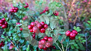 Red fresh Lingonberry, cowberry