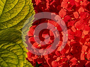 Red fresh lowers in the deep summer heat. Greece.