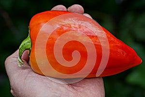 Red fresh pepper lies in the palm of your hand