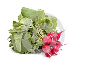 Red fresh radish with leaves, produce of Gran Canaria