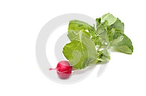 Red fresh radish with leaves, produce of Gran Canaria