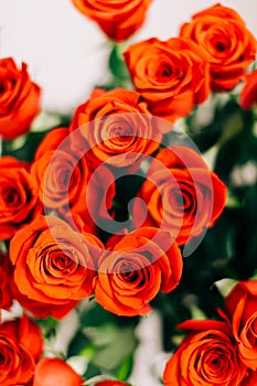 Red Fresh Roses on the white background