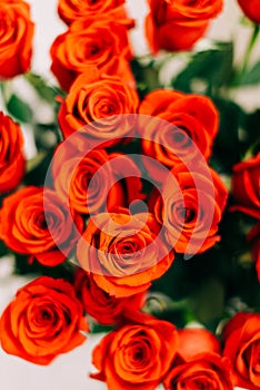 Red Fresh Roses on the white background