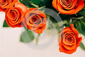 Red Fresh Roses on the white background , selective focus