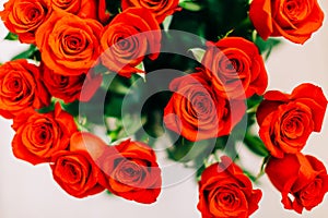 Red Fresh Roses on the white background , selective focus