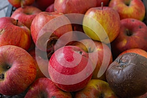Red fresh and rotten apples background. Red ripe apple fruits in the market. Winter harvest. Sweet juicy fruits. Garden harvest