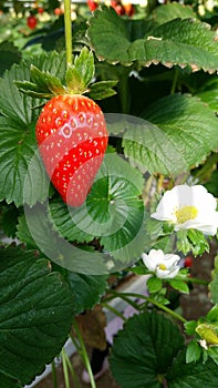 Red fresh strawberries in the field tasty