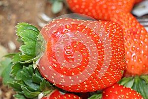 Red fresh strawberries in the field tasty