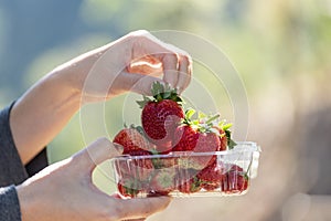 Red fresh strawberry pick up women`s hand from strawberry plassic box with green outdoor background