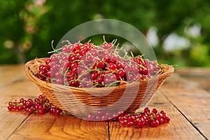 Red freshly berries currants in a basket on the table