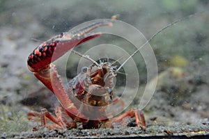 Red freshwater crab