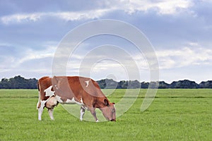 Una vaca en verde prado 