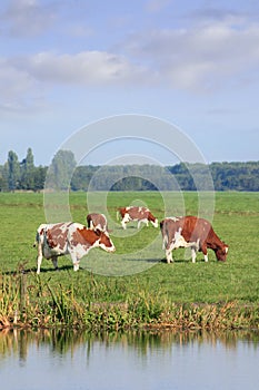 Vacas en verde prado 