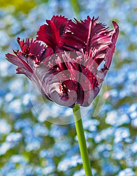 Red fringed tulip head against blurry background