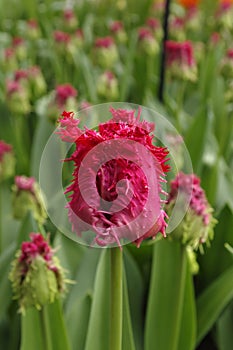 Red Fringed tulips in keukenhof