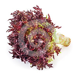 Red frisee lettuce