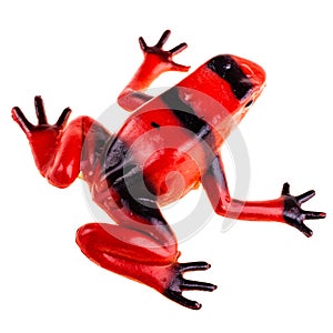 Red frog