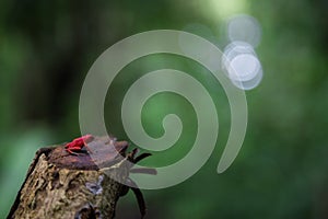 Red Frog en la selva de Bocas del Toro Panama photo