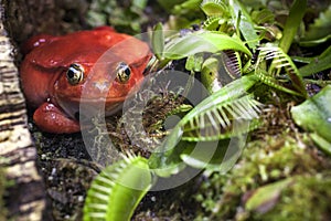 Red frog in carnivorous plants hunt on insects
