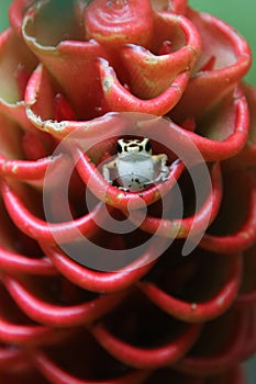 Red frog of central america