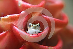 Red frog of central america