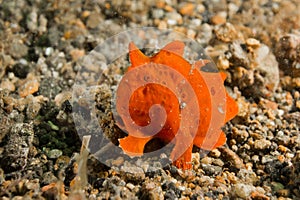 red frog fish