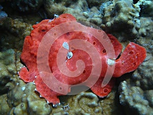 Red frog fish