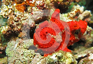 Red Frog Fish (Moalboal - Cebu - Philippines)