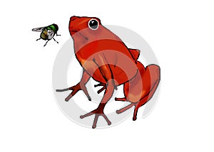 Red frog and fly
