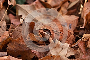 Red frog forest - Rana Dalmatina in the fallen leaves