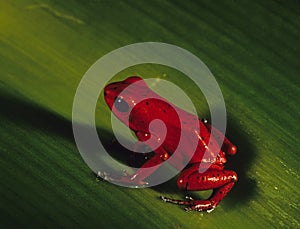 Red frog on a grass